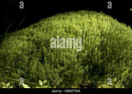 Le sol forestier avec moss en Suède Banque D'Images