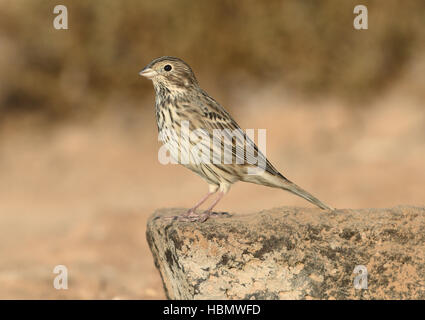 Bruant Proyer - Emberiza calandra Banque D'Images