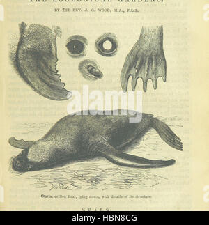 Image prise à partir de la page 731 de "Beeton's Brave Tales, Gras, Ballades et voyages et les périls de la Terre et de la mer. L'Illustre ... Édité par S. O. Beeton' image prise à partir de la page 731 de "Beeton's Brave Tales, Bold Banque D'Images