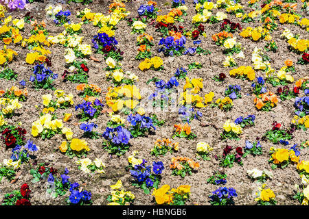 Pensées colorées dans le lit de fleur Banque D'Images