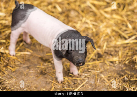 Bébé cochon de race allemande Banque D'Images