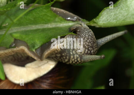 Helix pomatia, escargot de Bourgogne Banque D'Images