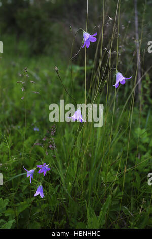 La diffusion de bellflower, Campanula patula Banque D'Images