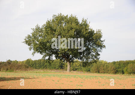 Quercus robur, chêne allemand Banque D'Images