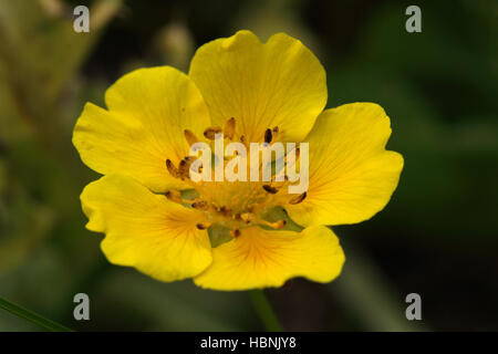 Potentille rampante Potentilla reptans, Banque D'Images