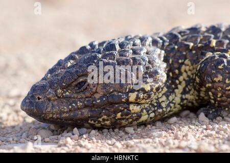 L'est un lézard Shingleback (Tiliqua rugosa aspera) sieste sur une route de gravier près de Hammond, Australie du Sud. Banque D'Images