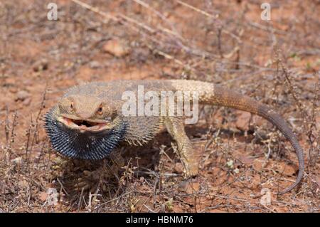 Un lézard dragon barbu (Pogona vitticeps) essayant de paraître en féroce Flinders Ranges National Park, Australie du Sud. Banque D'Images