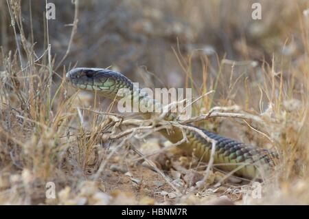 Close-up of a Mulga ou Roi serpent brun (Pseudechis australis) dans la végétation au sud de Marree, Australie du Sud Banque D'Images