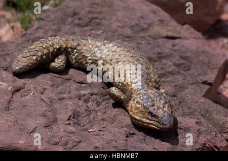 L'est un lézard Shingleback (Tiliqua rugosa aspera) sur un rock sombre dans Flinders Ranges National Park, Australie du Sud. Banque D'Images