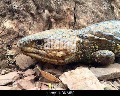 Close-up de l'est un lézard Shingleback (Tiliqua rugosa aspera) dans la région de Flinders Ranges National Park, Australie du Sud. Banque D'Images