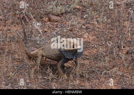 Un lézard dragon barbu (Pogona vitticeps) essayant de paraître en féroce Flinders Ranges National Park, Australie du Sud. Banque D'Images