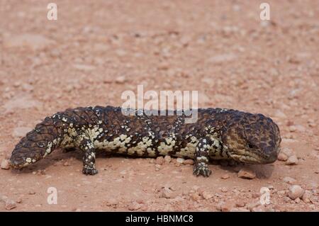 L'est un lézard Shingleback (Tiliqua rugosa aspera) sur une route de gravier dans Pinkawillinie Réserve de conservation, l'Australie du Sud. Banque D'Images