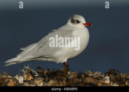 Une mouette mélanocéphale (Larus melanocephalus) sur une plage de galets à environ pour l'alimentation . Banque D'Images