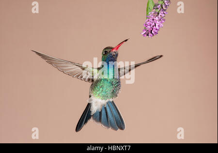 Broadbill mâle se nourrissant de Colibri Fleur du désert en Arizona Banque D'Images