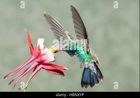 Broadbill mâle se nourrissant de Colibri Fleur du désert en Arizona Banque D'Images