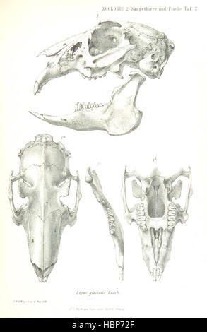 Image prise à partir de la page 203 de 'Die zweite Deutsche Nordpolarfahrt in den Jahren 1869 und 1870, unter Führung des Kapitän Karl Koldewey, etc. [édité par Alexander Georg Mosle und Georg Albrecht. Avec des plaques et cartes.]' image prise à partir de la page 203 de 'Die zweite Deutsche Nordpolarfahrt Banque D'Images