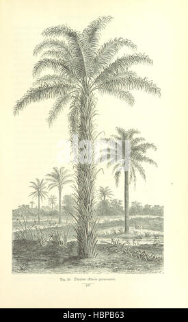 Image prise à partir de la page 175 de 'Die Sudânländer nach dem Stande Kenntniss der gegenwärtigen ... Mit ... Holzschnitten. ... Tonbildern ... und einer Karte' image prise à partir de la page 175 de 'Die nach dem Sudânländer Banque D'Images
