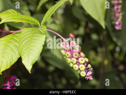 Du phytolaque (pokeweed) américain, Phytolacca americana Banque D'Images