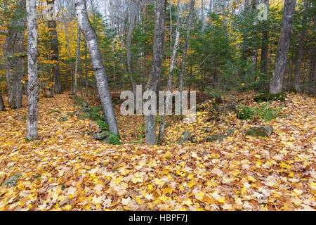 Cave abandonnée trou à Thornton Gore dans Thornton, New Hampshire durant les mois d'automne. Banque D'Images