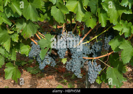 Vignoble, Ribeira Sacra, sobres, Lugo province, région de la Galice, Espagne, Europe Banque D'Images