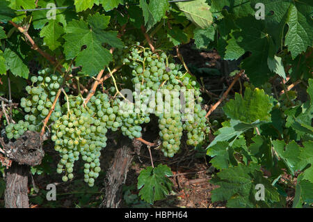 Vignoble, Ribeira Sacra, sobres, Lugo province, région de la Galice, Espagne, Europe Banque D'Images