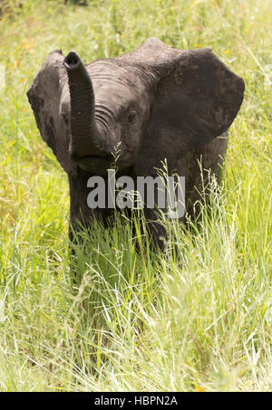 Enfant éléphant ludique Banque D'Images