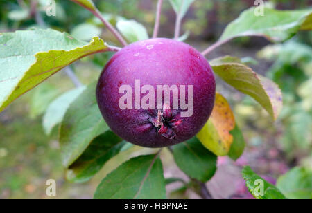 Malus domestica 'Tickled Pink' ( Baya ® Marisa ) Apple Tree Banque D'Images