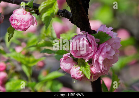 Bush d'amande rose avec des fleurs closeup Banque D'Images