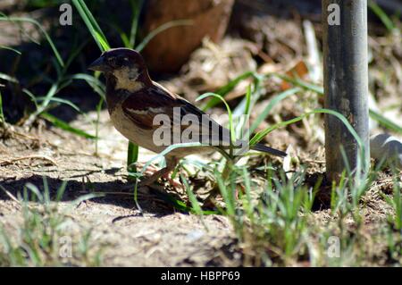 Moineau timide sur le terrain de sable. Banque D'Images