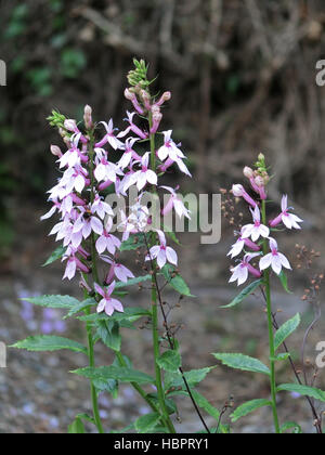 Lobelia 'Compton Pink' en fleurs Banque D'Images