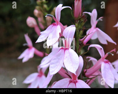 Lobelia 'Compton Pink' en fleurs Banque D'Images