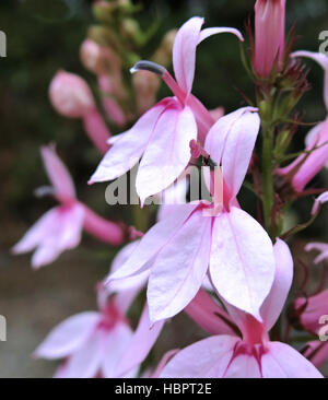 Lobelia 'Compton Pink' en fleurs Banque D'Images