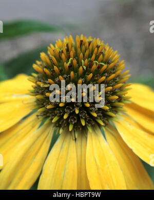 Echinacea x hybrida 'Cheyenne Spirit' en fleurs Banque D'Images