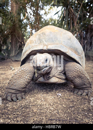 Tortue géante d'Aldabra (Aldabrachelys gigantea). Banque D'Images