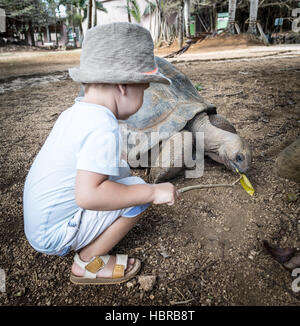 L'alimentation de l'enfant tortue géante d'Aldabra. L'Ile Maurice Banque D'Images