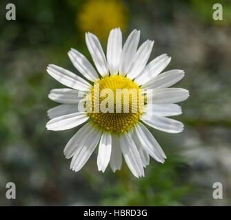 Fleur de camomille (Matricaria chamomilla) sur l'arrière-plan flou Banque D'Images