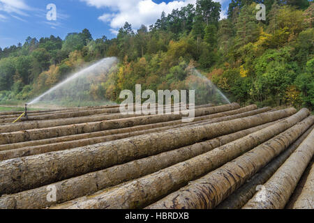 L'irrigation de troncs d'arbres Banque D'Images