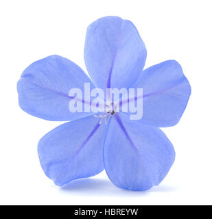 Plumbago (leadworth fleur) isolé sur fond blanc Banque D'Images