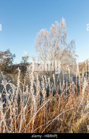 Frosty arbre sur la rivière Spey dans les Highlands d'Ecosse. Banque D'Images