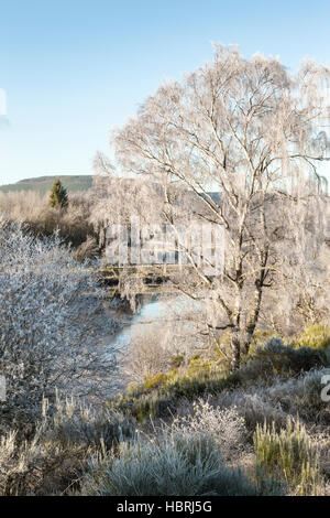 Frosty arbre sur la rivière Spey dans les Highlands d'Ecosse. Banque D'Images