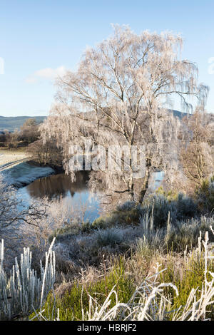 Frosty arbre sur la rivière Spey dans les Highlands d'Ecosse. Banque D'Images