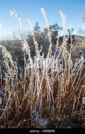 L'épilobe Frosty sur la rivière Spey dans les Highlands d'Ecosse. Banque D'Images