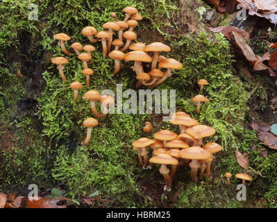 Woodtuft Kuehneromyces mutabilis, gainé Banque D'Images