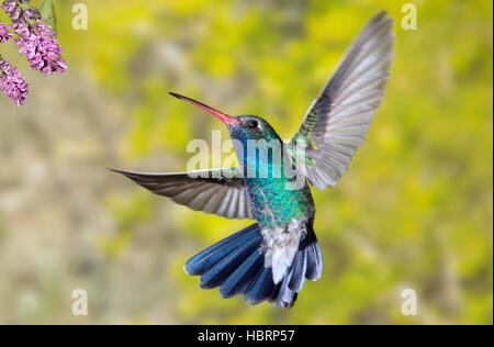 Broadbill mâle se nourrissant de Colibri fleurs du désert en Arizona Banque D'Images