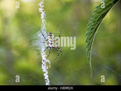 (Argiope bruennichi Spider hunting) Banque D'Images