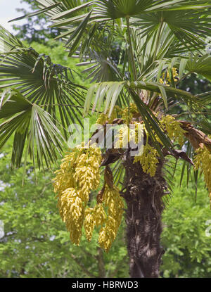 Trachycarpus fortunei palmier chanvre ? Banque D'Images