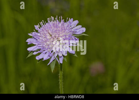 Knautia arvensis Gypsy Rose Banque D'Images