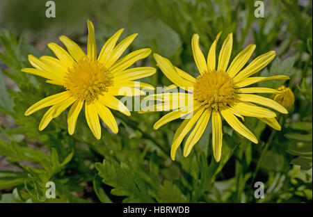 Bush africain Euryops daisy Banque D'Images