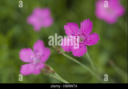 Dianthus deltoides rose de jeune fille Banque D'Images