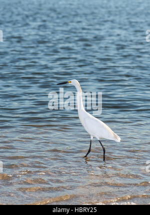 Egret sur mer Banque D'Images